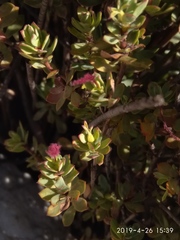 Cliffortia carinata