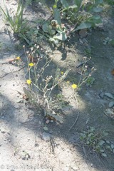 Crepis tectorum