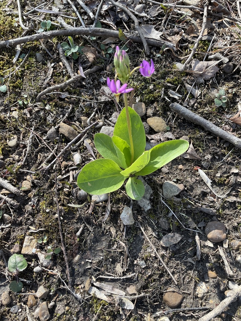 eastern shooting star from Chesapeake and Ohio Canal Trail, Sharpsburg ...