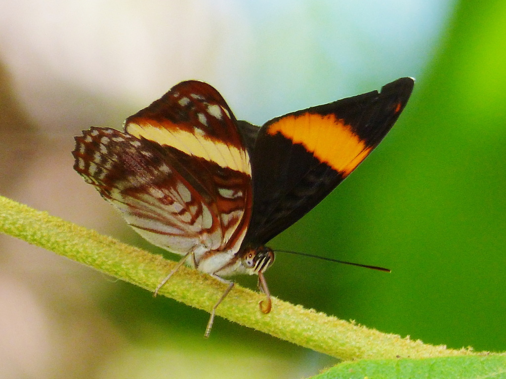 Golden-banded Sister