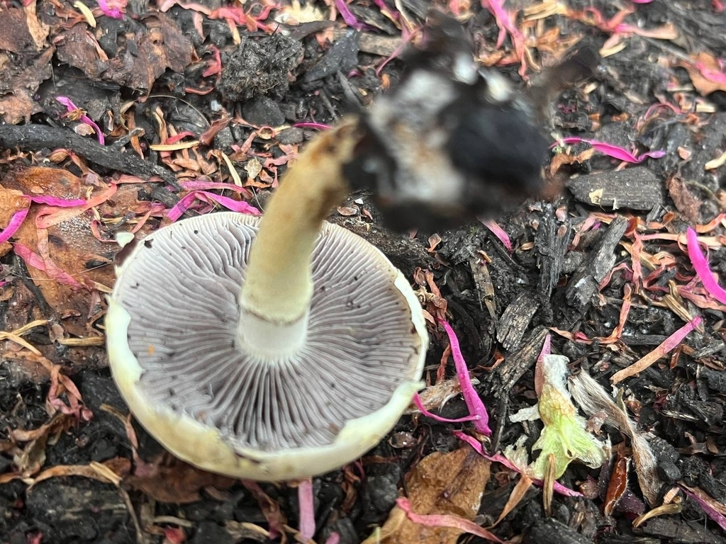 Mulch Maids from Moraga Rd and Herman Dr, Lafayette, CA 94549, USA on