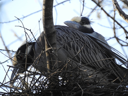 Yellow-crowned Night Heron photographed in Virginia