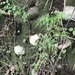 金粉蕨 - Photo 由 羅忠良 所上傳的 (c) 羅忠良，保留部份權利CC BY-NC