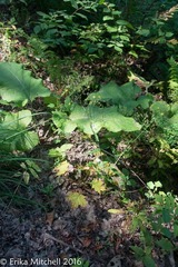 Hieracium paniculatum