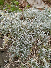 Cerastium tomentosum
