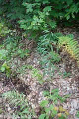 Hieracium paniculatum