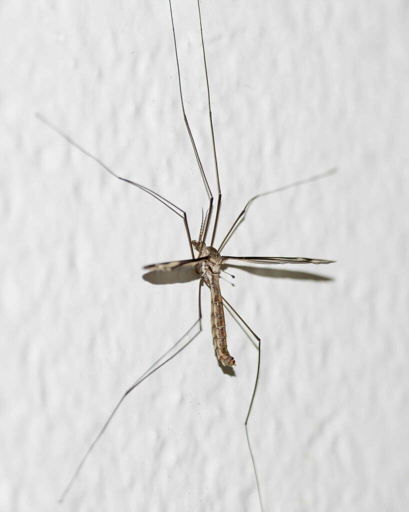 Common Crane Flies from Boulevard Manor, Arlington, VA, USA on March 29 ...