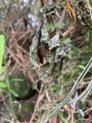 Pycnoscelus surinamensis