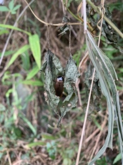 Pycnoscelus surinamensis