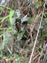 Pycnoscelus surinamensis