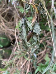 Pycnoscelus surinamensis