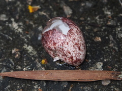 Pycnonotus