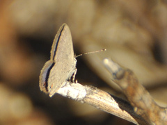 Eicochrysops messapus messapus