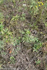 Pilosella piloselloides