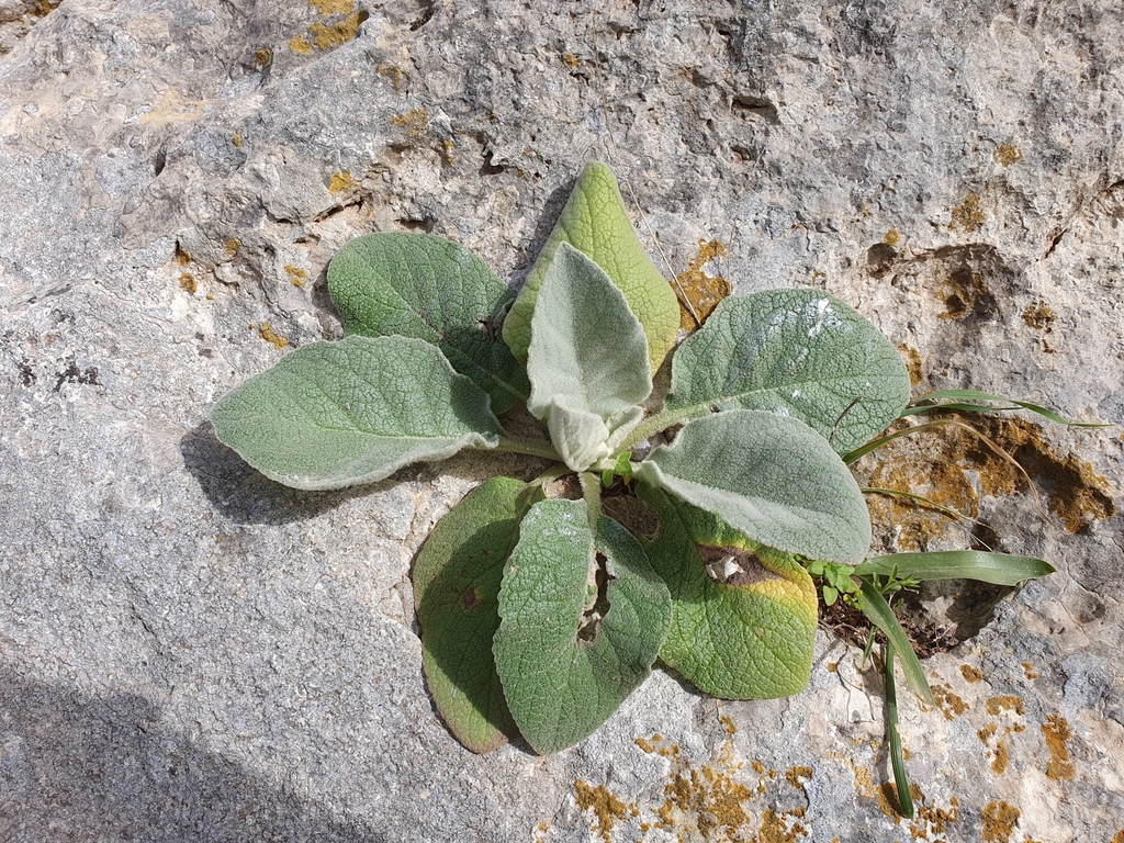 round-leaved mullein in March 2024 by Mehdi Chetibi · iNaturalist