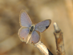 Eicochrysops messapus messapus