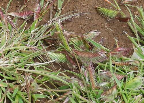 Image of Bouteloua simplex by no rights reserved
