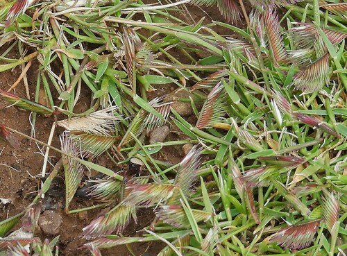 Image of Bouteloua simplex by no rights reserved