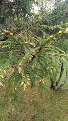 Picea morrisonicola