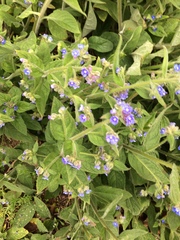 Pentaglottis sempervirens