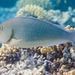 Indian Longnose Parrotfish - Photo (c) Francois Libert, some rights reserved (CC BY-NC), uploaded by Francois Libert