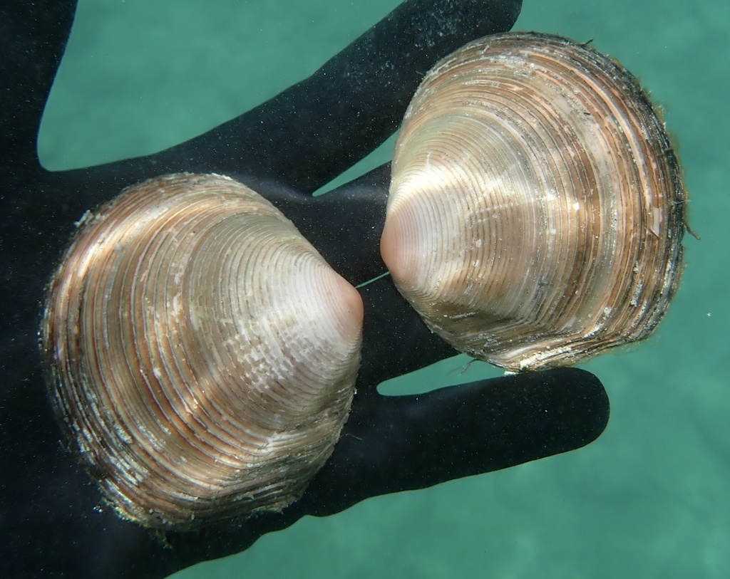 Semele rosea