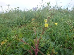 Raphanus raphanistrum landra