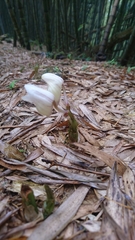 Acanthophippium striatum