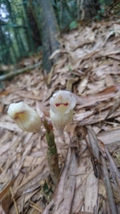Acanthophippium striatum