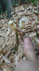 Acanthophippium striatum