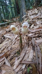 Acanthophippium striatum