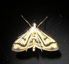 Perisyntrocha ossealis