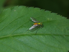 Chrysosoma globiferum