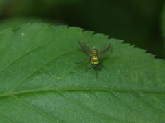 Chrysosoma globiferum