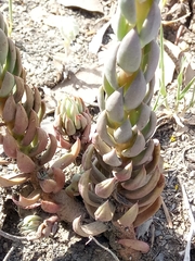 Petrosedum sediforme image