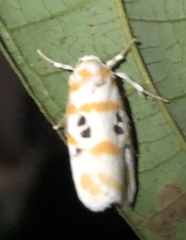 Cyana intercomma