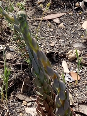 Petrosedum sediforme image