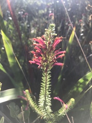 Erica abietina
