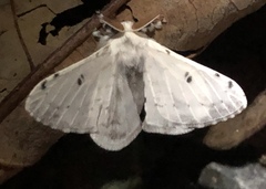 Penicillifera apicalis