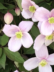 Clematis montana