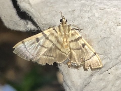 Dichocrocis definita