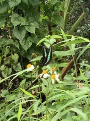 Graphium sarpedon