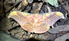 Antheraea frithi