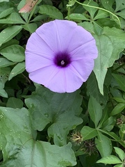 Ipomoea cairica