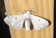 Penicillifera apicalis