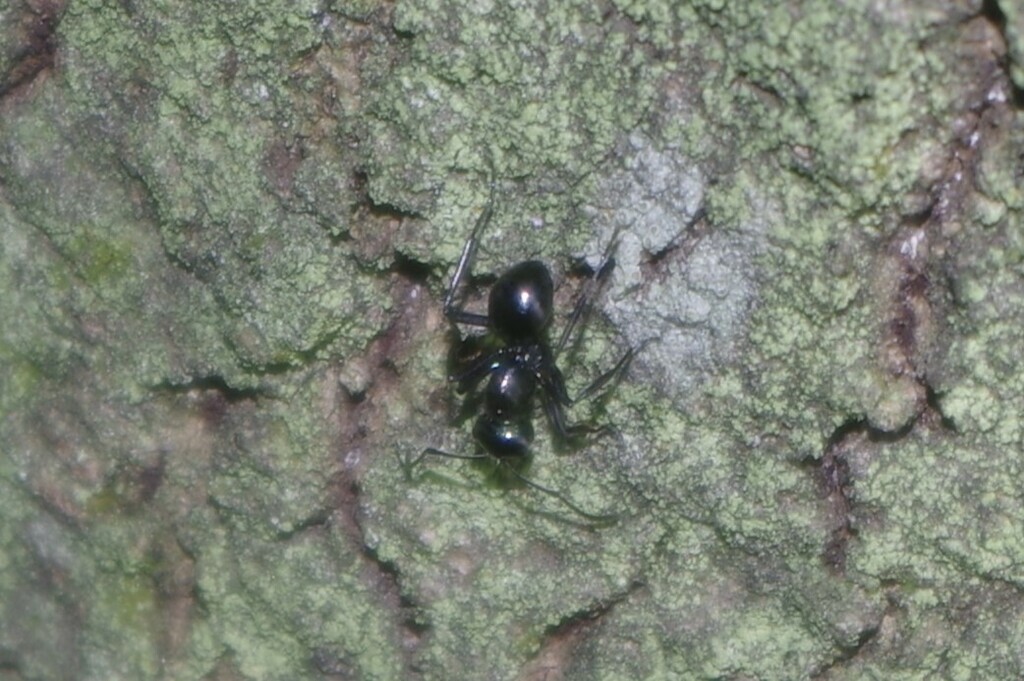 Dome-backed Spiny Ants from Maryborough QLD 4650, Australia on March 30 ...