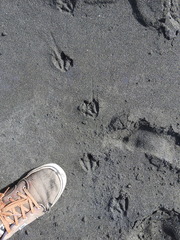 Eudyptula minor iredalei