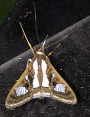 Glyphodes bivitralis