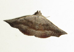 Laspeyria concavata