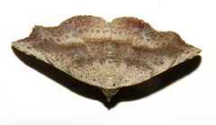 Laspeyria concavata
